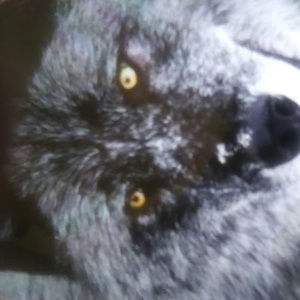 Meet your Posher, Donald